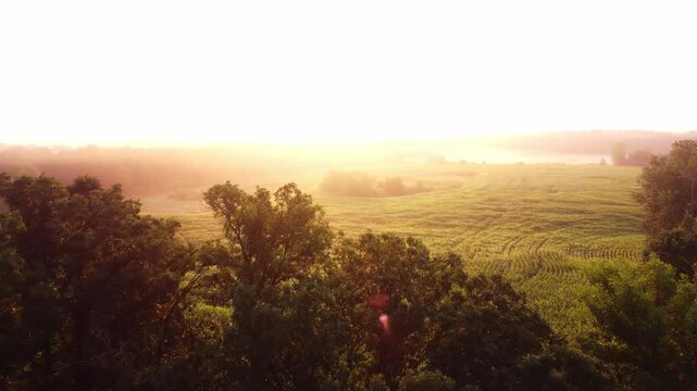 Aerial view of a drone passing over trees to reveal a golden sunrise lit, fog covered corn field