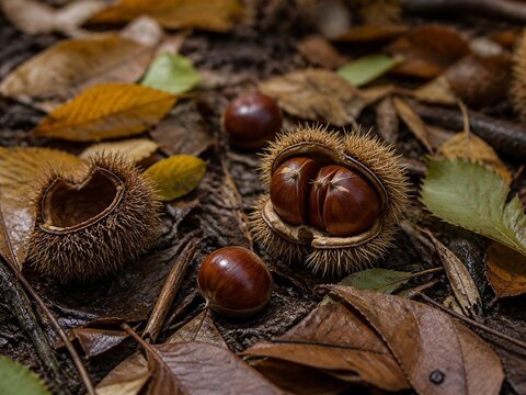 Ripe chestnuts in spiny burrs among wet autumn leaves