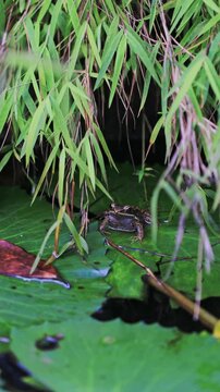 Young frog on pad of water lily in backyard garden pond.