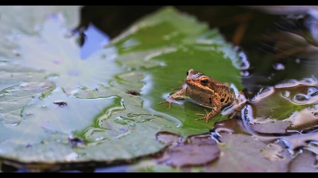 Young frog on pad of water lily in backyard garden pond.