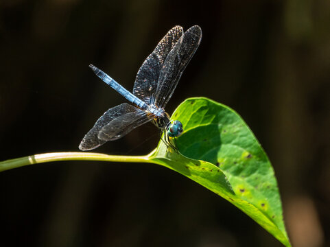 Closeup of a blue dasher dragonfly insect