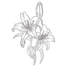 Fototapeta premium lily flower outline sketch illustration isolated on transparent background