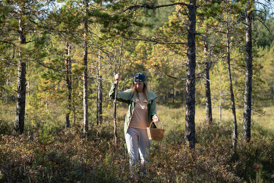 Middle aged woman forager walking through swampy pine forest carrying basket and using long stick for support, navigating wet woodland terrain, outdoor activity, nature escape and healthy lifestyle.