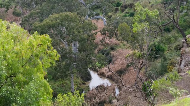 A high-angle view of natural valley of Toolern Creek, flowing water framed by native eucalypts, dense foliage, and dry reeds in Strathtulloh, Victoria Australia. Environmental conservation
