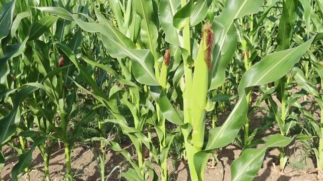 Green corn plants growing in a fertile agricultural field during summer