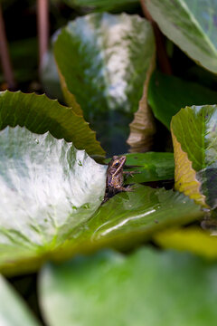 Young frog on pad of water lily in backyard garden pond.