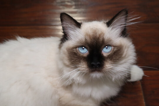 Portrait of a Ragdoll