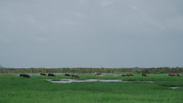 4K Scenic landscape view of cattle herd grazing on lush grass field in rural Thailand.