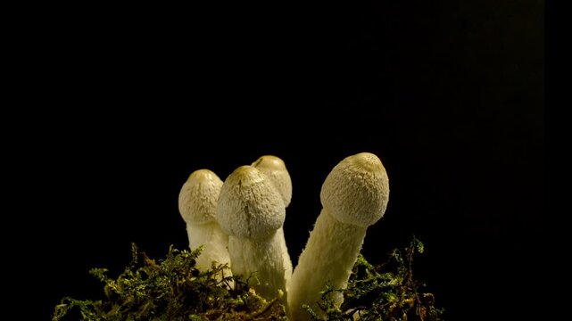 Macro time-lapse of wild mushrooms emerging from the forest floor and moss.
