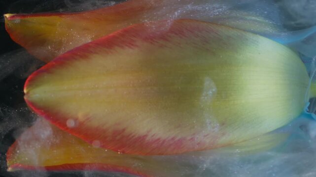 Vertical video. Shiny nature. Flower drop paint. Defocused yellow red blue color tulip swirling white fog in water on abstract background.