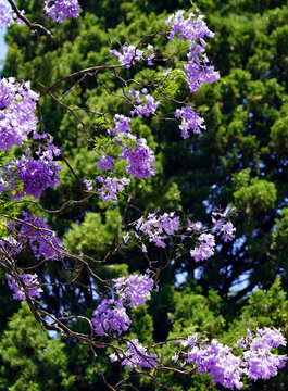 Branches of a blooming purple jacaranda tree laden with vibrant violet blossoms stand out against a dense background of lush green foliage in Lisbon, Portugal