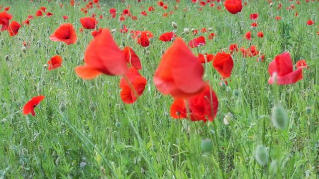 Video red poppy flowers blooming in summer meadow