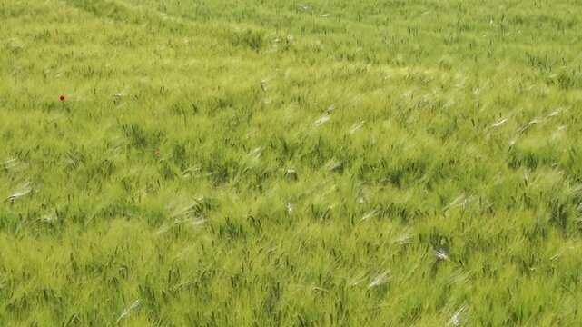 Green barley field swaying in wind in slow motion