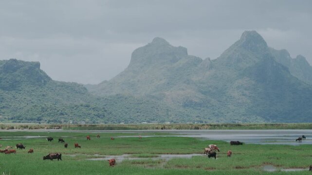 4K Scenic landscape view of cattle herd grazing on lush grass field in rural Thailand.