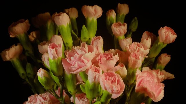Beautiful time-lapse of a flower bouquet blooming and opening petals, elegant flora growth.
