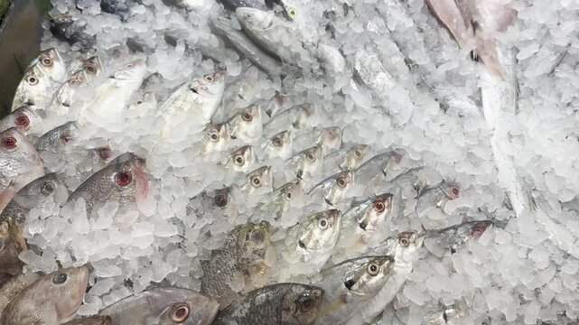 Top-view video of fresh fish arranged on crushed ice at a supermarket seafood display, representing freshness, food retail, and seafood commerce.