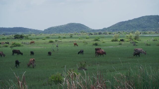 4K Scenic landscape view of cattle herd grazing on lush grass field in rural Thailand.