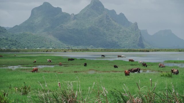4K Scenic landscape view of cattle herd grazing on lush grass field in rural Thailand.