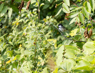 Black-capped Chickadee Facing Camera from Leafy Woodland Branch © Christine Donnelly