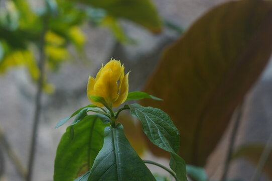 lollipop plant (Pachystachys lutea) with opposite, dark green lanceolate leaves