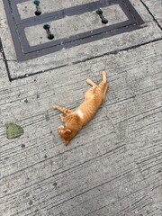 croissant © grumpyb.