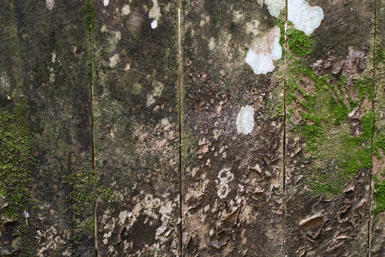 Natural tree bark texture covered with white lichen and green moss, creating an organic rustic background with earthy colors and unique natural patterns.