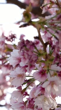 Close Up of Pink Cherry Blossoms on Branch in Tokyo