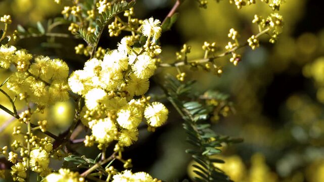 Yellow Wattle Acacia Blossoms Swaying in the Blue Mountains