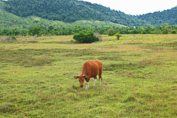 Naklejka premium cow grazing in a pasture