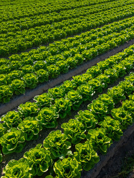 Vibrant rows of green butterhead lettuce growing in a sunlit agricultural field