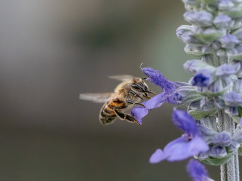 Macro photograph of a honey bee feeding on a purple flower with its wings in motion against a softly blurred natural background.