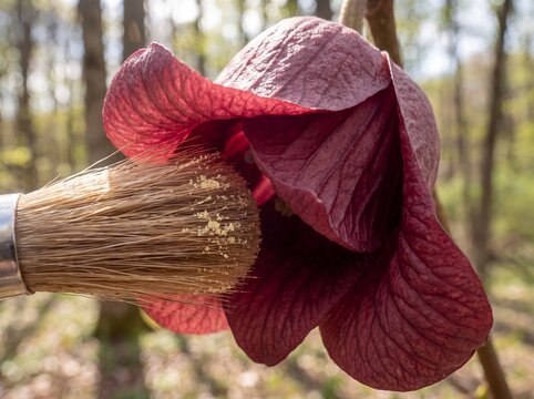 Close-up of a brush transferring yellow pollen onto a dark red flower in a forest setting, highlighting pollination