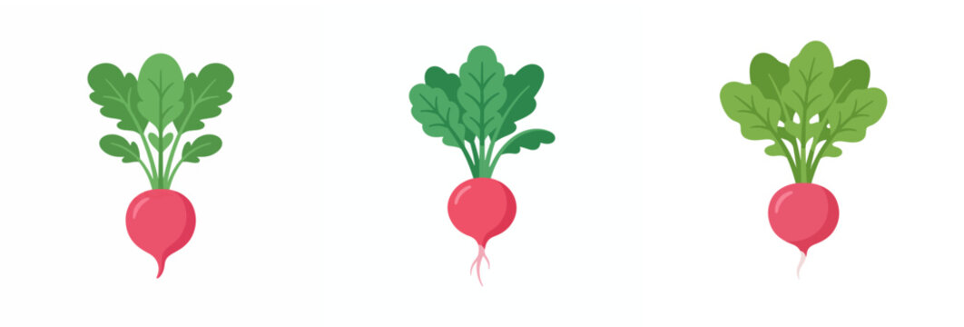 Set of three fresh red radishes isolated on white background