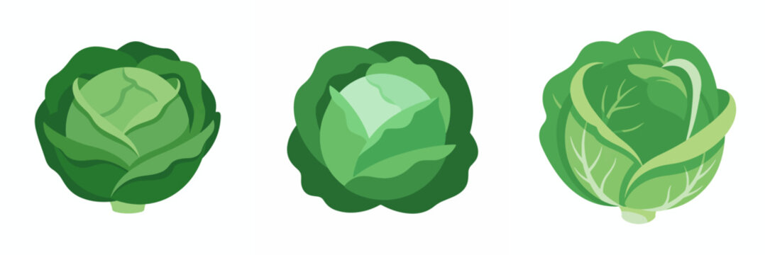 Set of green cabbage heads isolated on white background vector illustration