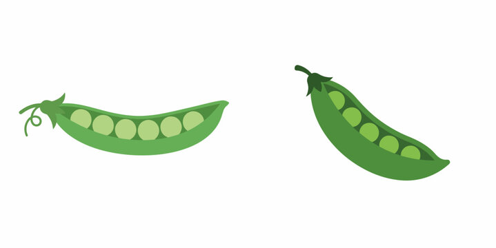 Fresh green pea pods vector illustration isolated on white background