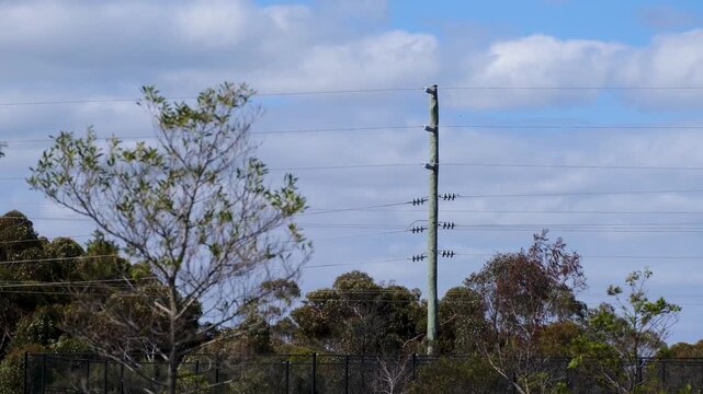 A wooden utility pole with overhead power lines standing&nbsp;in Bacchus Marsh, Victoria,&nbsp;Australia framed by native trees. Regional power distribution infrastructure.
