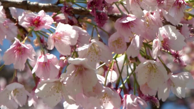Pink Japanese Cherry Blossoms Blooming on Branch in Tokyo