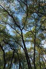 Fototapeta premium trees and sky