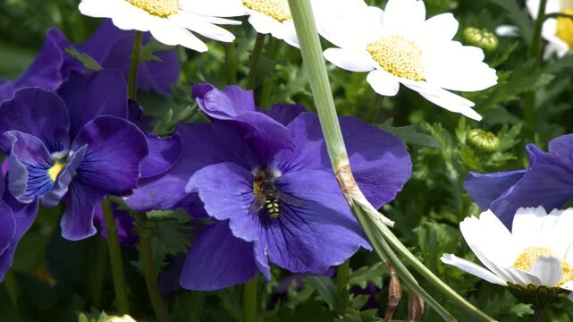 Bee Pollinating Purple Pansies and White Daisies in Spring Garden