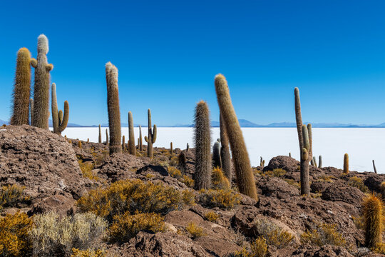 Incahuasi island with giant Atacama cactus, Uyuni salt flat, Bolivia.