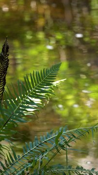 Sunlit Xanthorrhoea Grass Tree Leaves in Australian Bushland