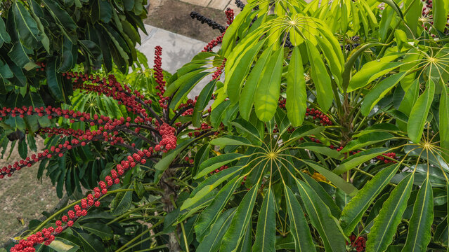 An unusual tropical plant schefflera actinophylla octopus tree. Large green leaves, red fruits on long whip‑like stems. Close-up. Cuba.  
 