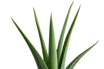 Obraz premium Fresh aloe vera plant leaves viewed from front