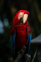 Scarlet Macaw (Ara macao) © Rio