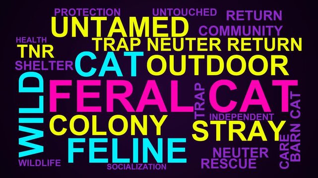 Feral Cat Word Cloud