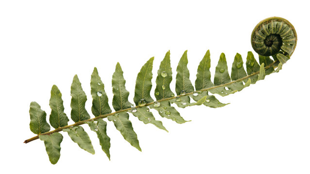 Single green fern frond with water droplets and a fiddlehead spiral tip isolated on a transparent background