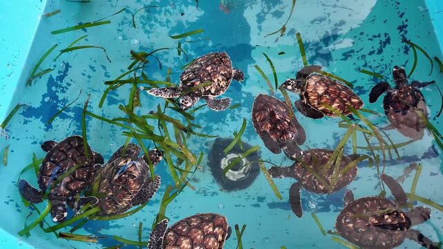 top-down shot several baby sea turtles swimming inside blue pool. Long blades of green seagrass float in clear water alongside the hatchlings. Turtles display brown, patterned shells. Conservation