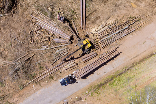 Workers operate heavy machinery to cut sort logs beside dirt road in forested landscape.