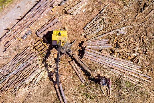 Machine cuts processes logs in forest clearing where trees have been removed.
