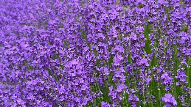 Close-up view of a honeybee pollinating vibrant purple lavender flowers blooming in a lush green field, capturing a serene moment in a sunny summer garden.